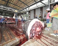 Japanese kids get first-hand look at whale slaughter