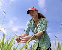Genetic breakthrough on tropical grass could help develop climate-friendly cattle farms