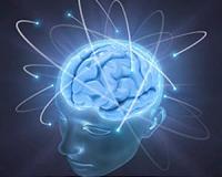 Complex environments push 'brain' evolution