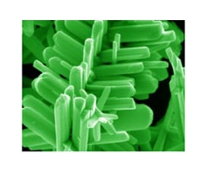 Rice uses light to remotely trigger biochemical reactions
