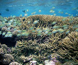 Fluorescent light revealed as gauge of coral health