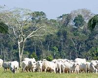 23 dead as Madagascar troops battle cattle rustlers