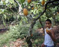 Climate Change Threatens Amazonian Small Farmers