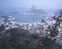 Brazilian Carbon Credits Foster Investment Boom