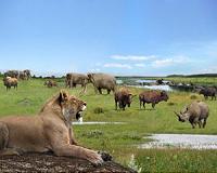 Dwindling prey bad news for big cats, wolves
