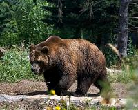 In northwest Spain, conservation efforts pay off as bears thrive