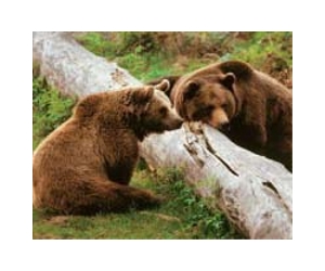 Estonian brown bears head west