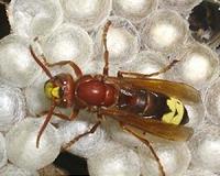 Invasive Asian hornet could cost Europe millions in damages