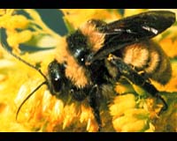 Scientists Map The Flight Of The Bumblebee