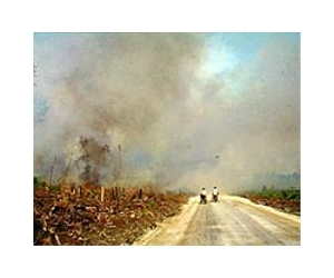 Indonesia struggles to clean up corrupt forestry sector
