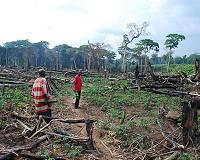 Greenpeace accuses DR Congo of signing vast new logging contracts