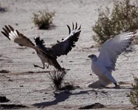 Pakistan prepares for Saudi royal to hunt protected birds