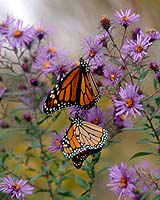 How Monarch Butterflies Are Wired For Navigation