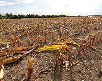 Romanian farm losses at 2bn euros from drought: associations