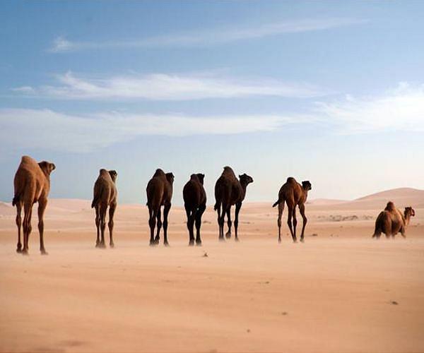 Six migrants found dead of 'thirst' in Tunisia desert