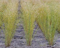 Camelina-Based Aviation Fuel Cleared For Takeoff