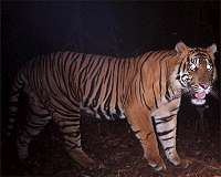 Sumatran tiger kills farmer in Indonesia
