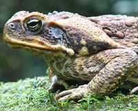 Aussie scientists use toxic mash to turn predators off toads