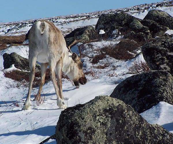 Arctic animals' movement patterns are shifting in different ways as the climate changes