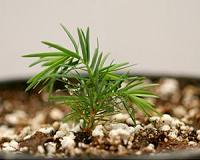 Researchers unlock new way to clone hemlock trees
