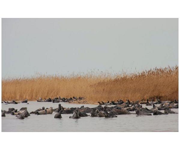 Some 170 endangered seals found dead on Russia's Caspian coast