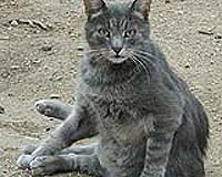 Cats kill more than one million birds per day in Australia