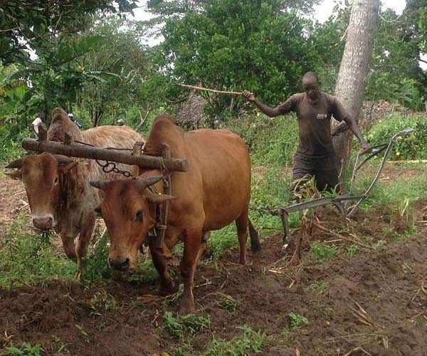 An uncertain future for livestock production in the tropics