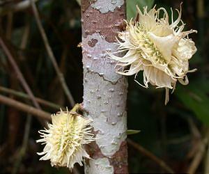 Improving DNA amplification from problematic plants