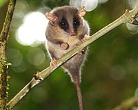 Highway plan in Indonesia's Papua threatens forests: NGOs
