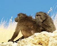 Baboons groom early in the day to get benefits later