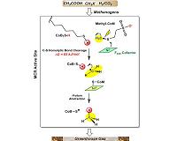 Chemists settle longstanding debate on how methane is made biologically