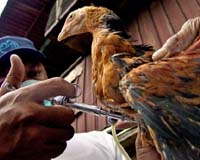 H5N1 Not In US Migratory Birds