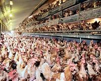 Low to no risk from pesticide-tainted eggs: experts
