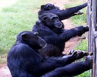 Great apes communicate cooperatively, like humans