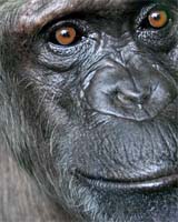 Unraveling Where Chimp And Human Brains Diverge