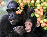Similar to humans, chimpanzees develop slowly