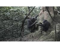 Chimpanzee groups each have their own unique termite fishing cultures