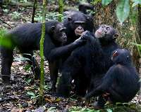 Chimpanzees help trace the evolution of human speech back to ancient ancestors