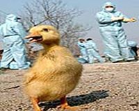 New bird flu dangers investigated