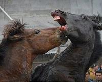 Horseplay a rich man's game in China