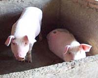 EU blames recycled food plant for Irish pork contamination