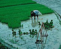 Food-Crop Yields In Future Greenhouse-Gas Conditions Lower Than Expected