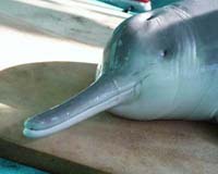 Yangtze Expedition Fails To Find Endangered Chinese Dolphin