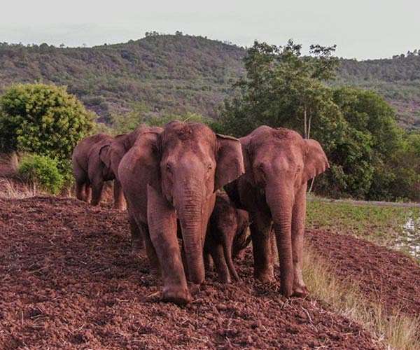 With drones and bananas, China coaxes wayward elephants home