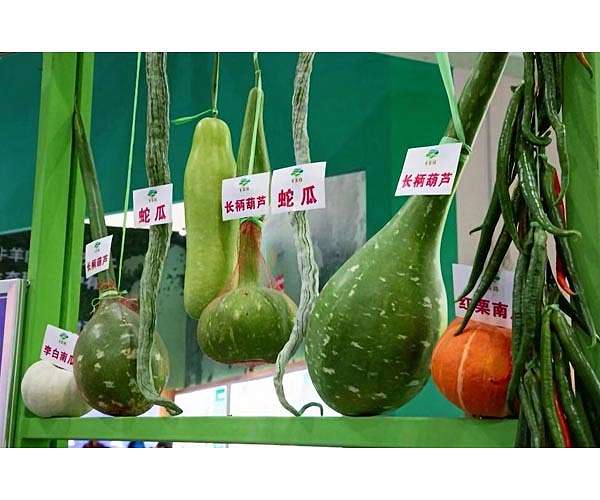 Space-bred seeds offer valuable opportunities