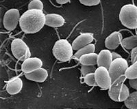 New technique will accelerate genetic characterization of photosynthesis