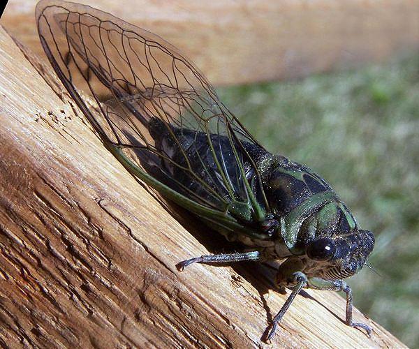 Allergic to seafood? Don't eat swarming cicadas, US warns