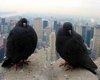 It's a bird... it's a train... China pigeon racers cause flap with rail ruse