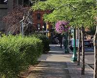 Medicare costs are lower in places with more trees and shrubs