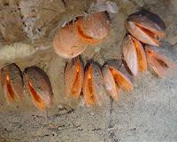 Scientists describe new clam species from depths off Canada's Atlantic coast